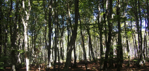 Bajo los robles navarros