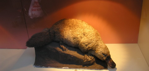Pecios
