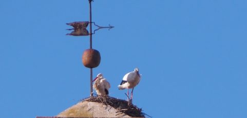 Juicio a la bruja