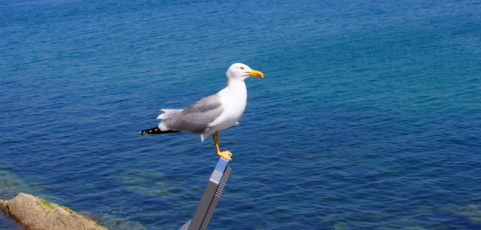 La ballena varada