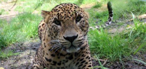 La jaula de los leopardos