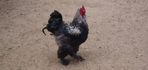 Más tira pelo de coño que estacha de navío