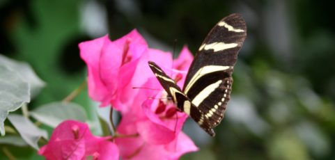 Elogio de la mariposa