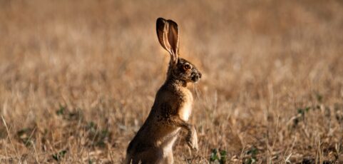 Lecciones históricas de Conejito Malo