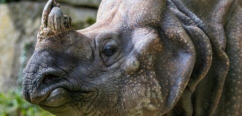 Rinocerontes
